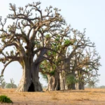 Excursions au Départ de Somone