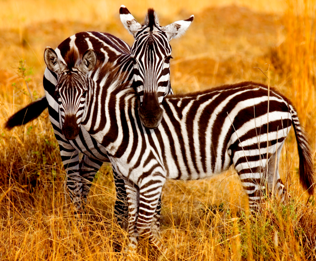 Safari au Parc de Bandia
