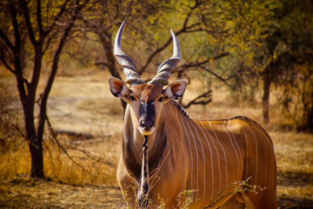 Safari au Parc de Bandia