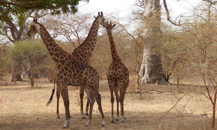 Safari au Parc de Bandia