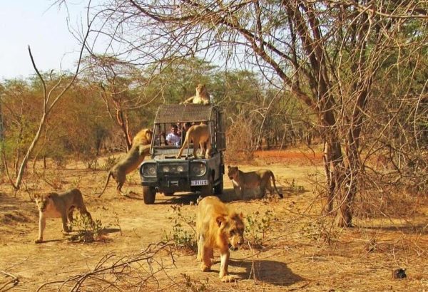 lions-au-ranch-de-bandia